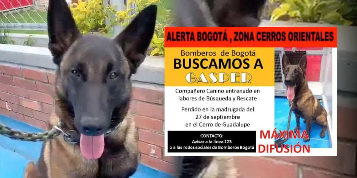 Se busca a Gasper: perro rescatista que se extravió en el cerro de Guadalupe