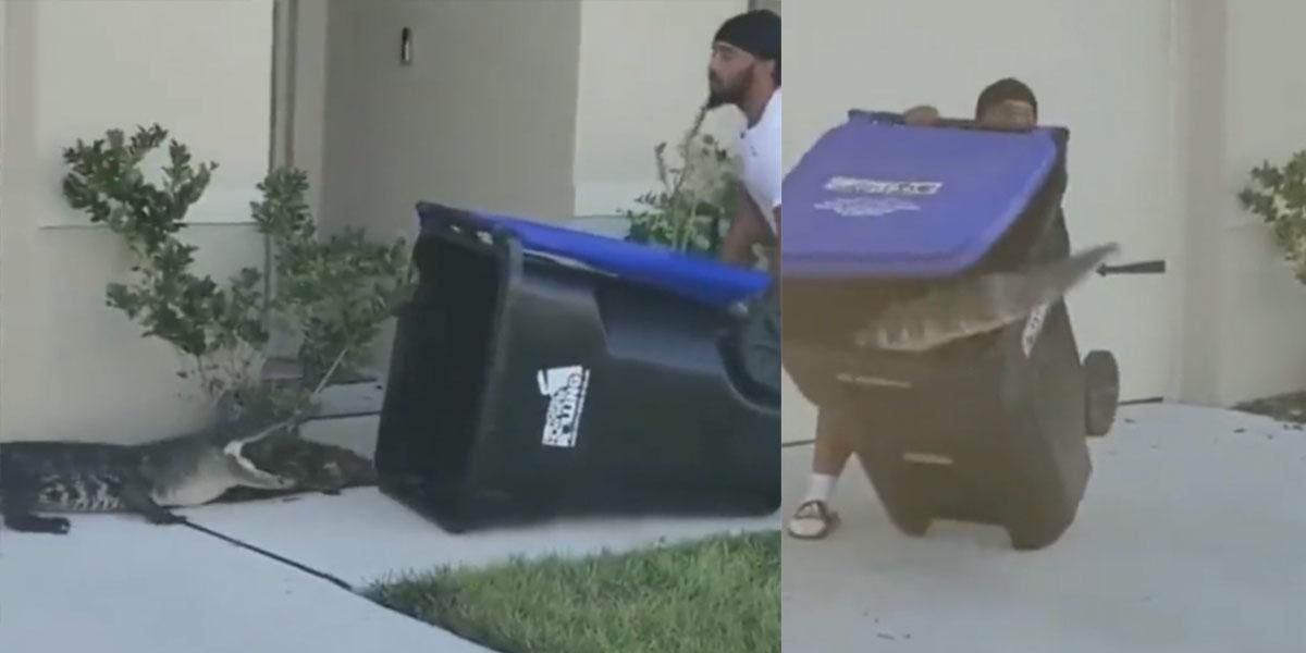 (Video) Hombre usó un contenedor de basura para capturar a caimán que merodeaba su casa