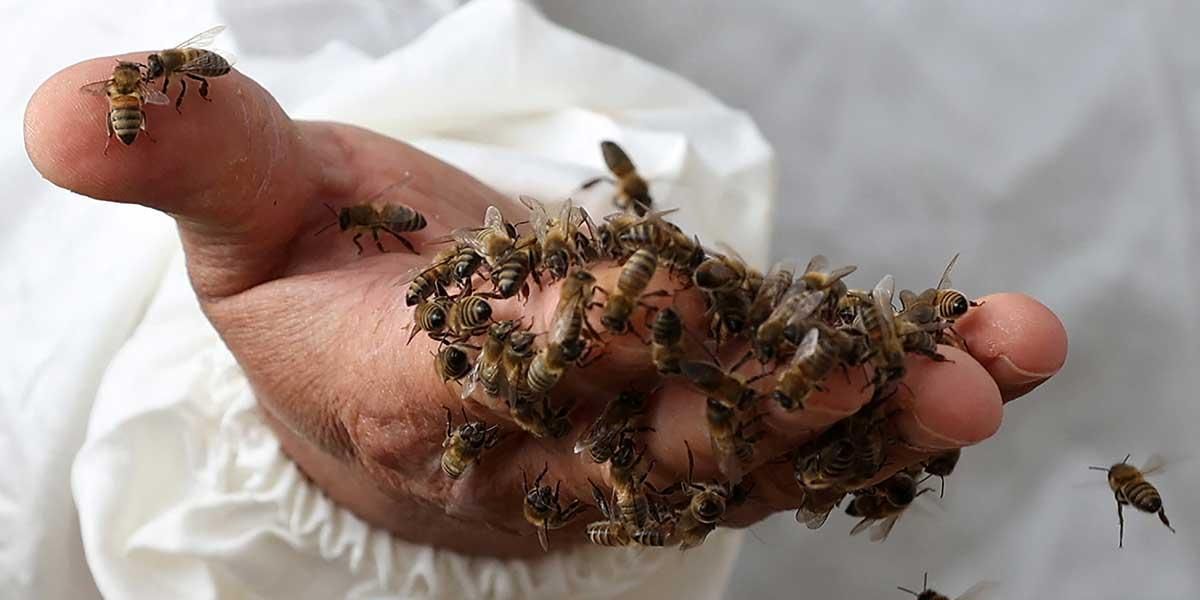 Un superalimento desarrollado en Colombia protege a las abejas de los pesticidas
