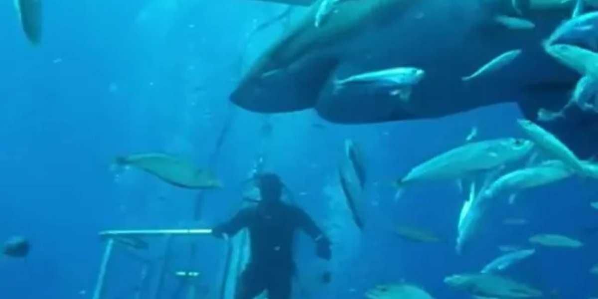 tiburon deep blue video fotos buzos