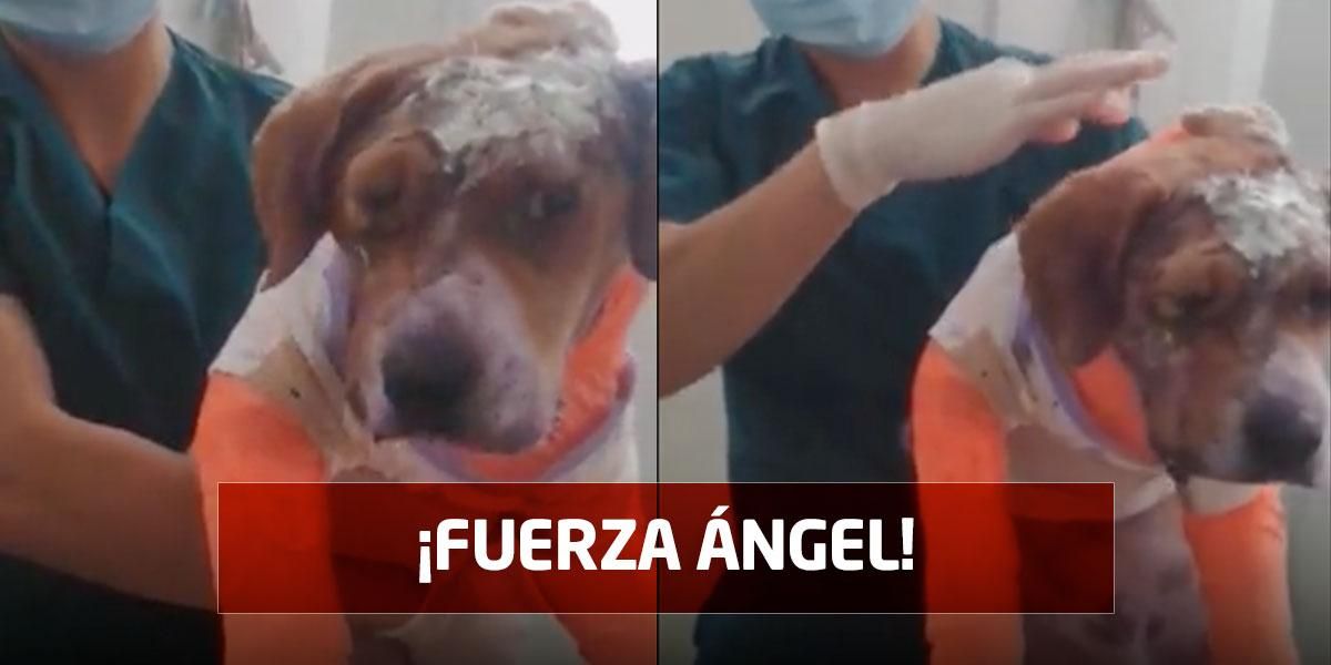 Poco a poco: Ángel, perrito despellejado en Boyacá, se recupera tras varias operaciones