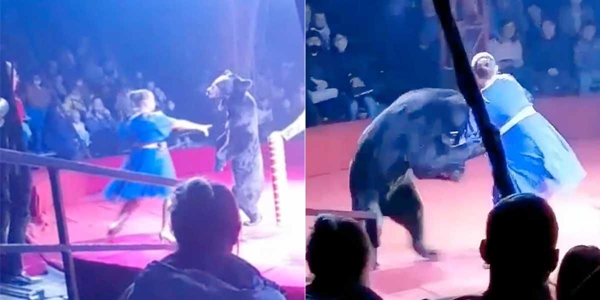 (Video) Captan el momento en el que un oso ataca a la asistente de un domador de un circo