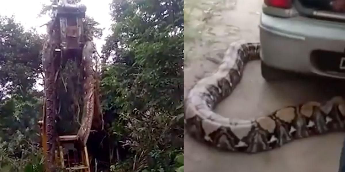 Trabajadores hallan gigantesca serpiente y utilizan excavadora para levantarla