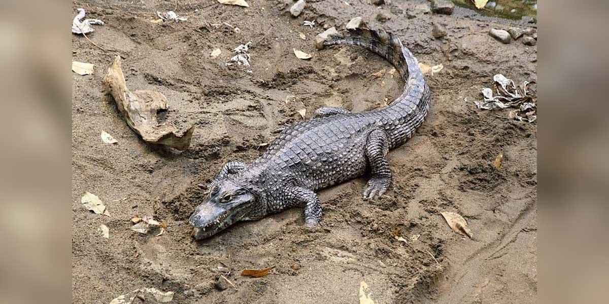 Brasileño usa caimán vivo como arma durante pelea en una playa