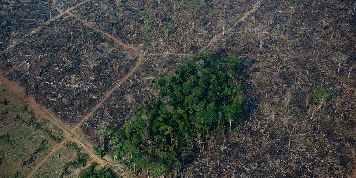 Reino Unido anuncia 300 millones de libras a Colombia para apoyar proyectos de reforestación