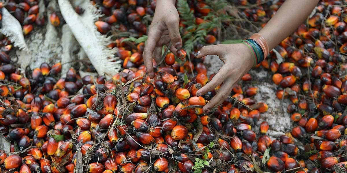 Científicos dicen que el aceite de palma hace que el cáncer se propague agresivamente