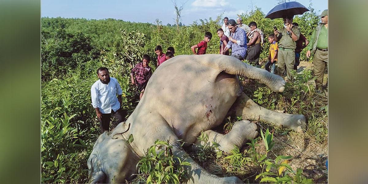 Temor en Bangladés por la supervivencia de elefantes tras una serie de muertes