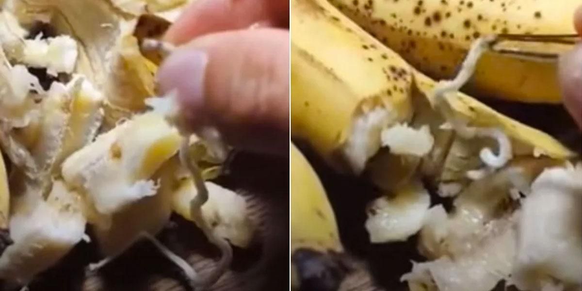 (Video) Alerta en redes sociales sobre gusanos en plátanos provenientes de Somalia es falsa
