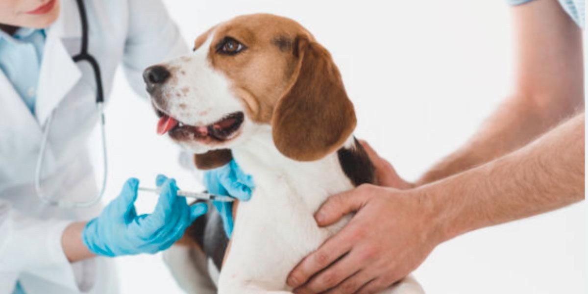 Proyecto de ley busca crear un “Sisbén para mascotas”: ¿Cómo funciona?