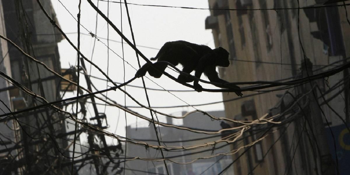 Inexplicable caso de venganza animal: Monos matan 250 perros por muerte de una de sus crías