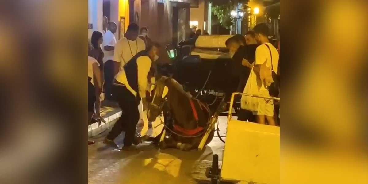 (Video) Indignación en Cartagena: Caballo cochero se desplomó por cargar pesado carruaje