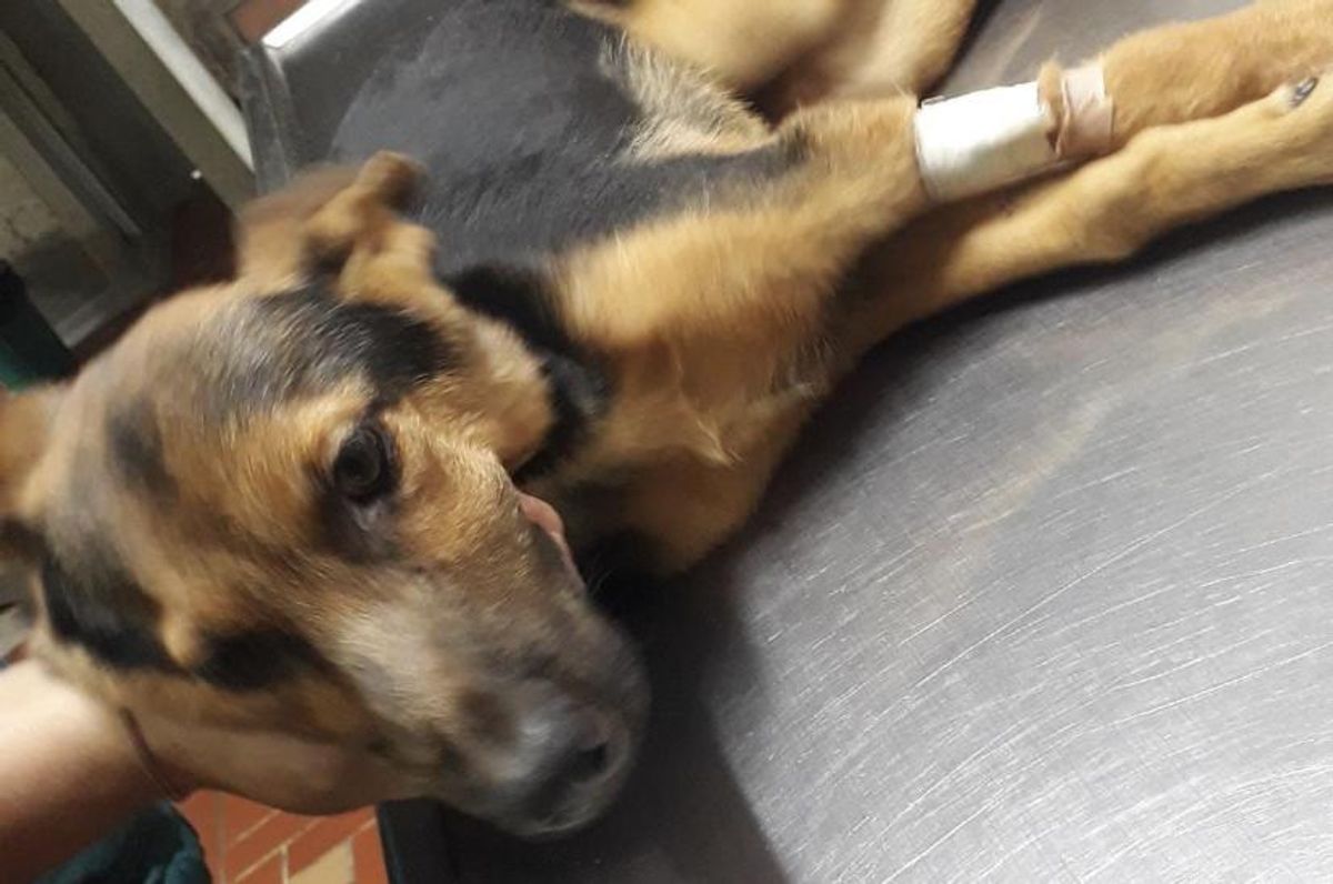Perro arrollado en Bucaramanga