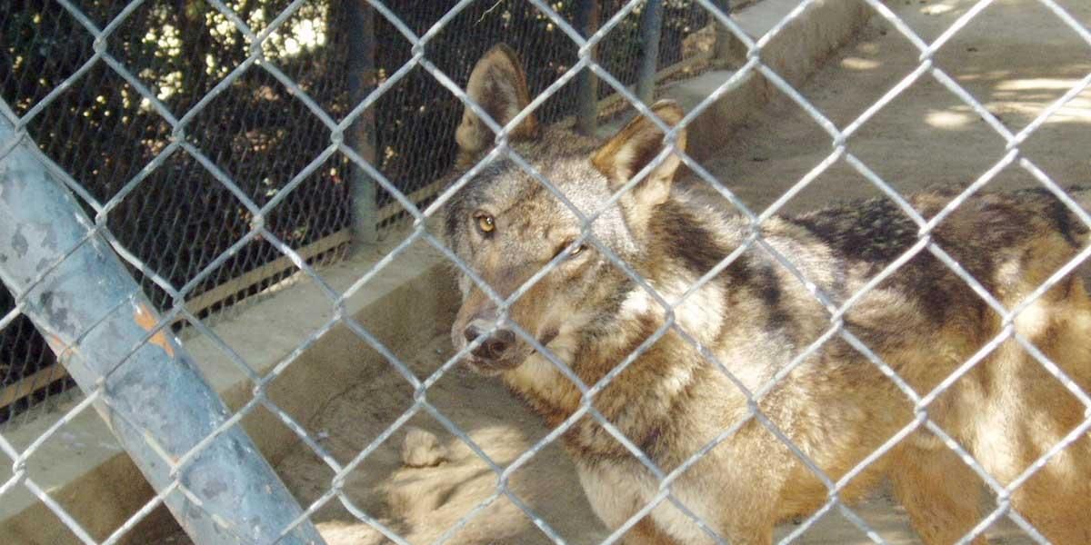 Una manada de lobos se escapó de su jaula en un zoológico de Francia