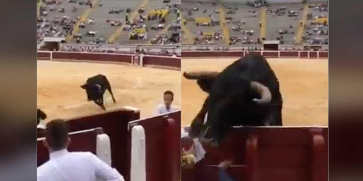(Video) Un toro saltó a la grada del público en la plaza taurina de Cali y embistió a los asistentes