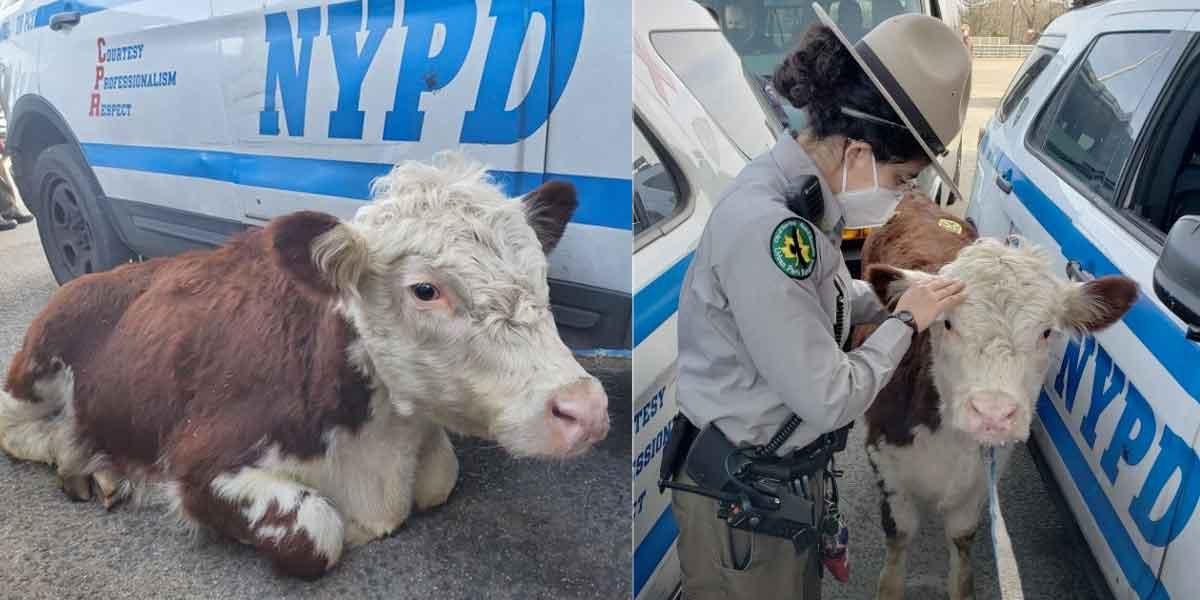 La historia de una vaca que escapó del matadero y ahora está bajo protección animal