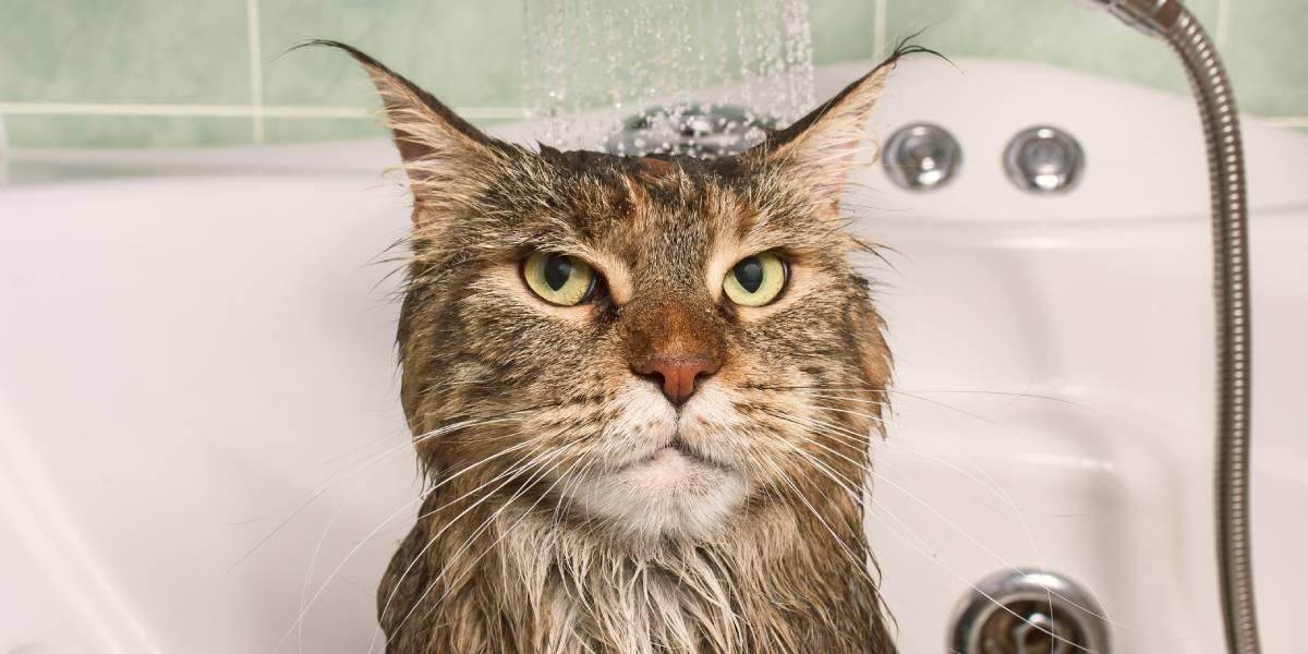 Frecuencia Ideal de Baño para Gatos