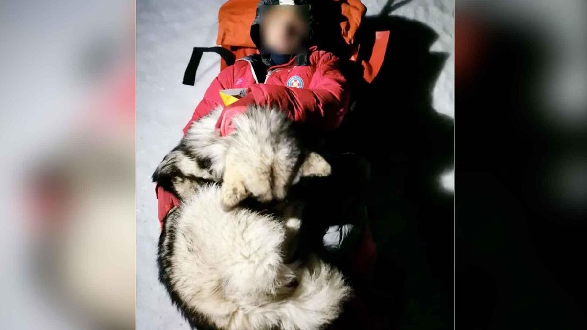 Perrito malamute de Alaska salva la vida de excursionista en una montaña de Croacia