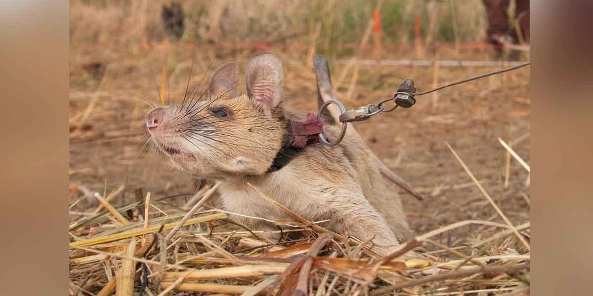 Muere Magawa, la ‘rata héroe’ que olfateaba las minas terrestres
