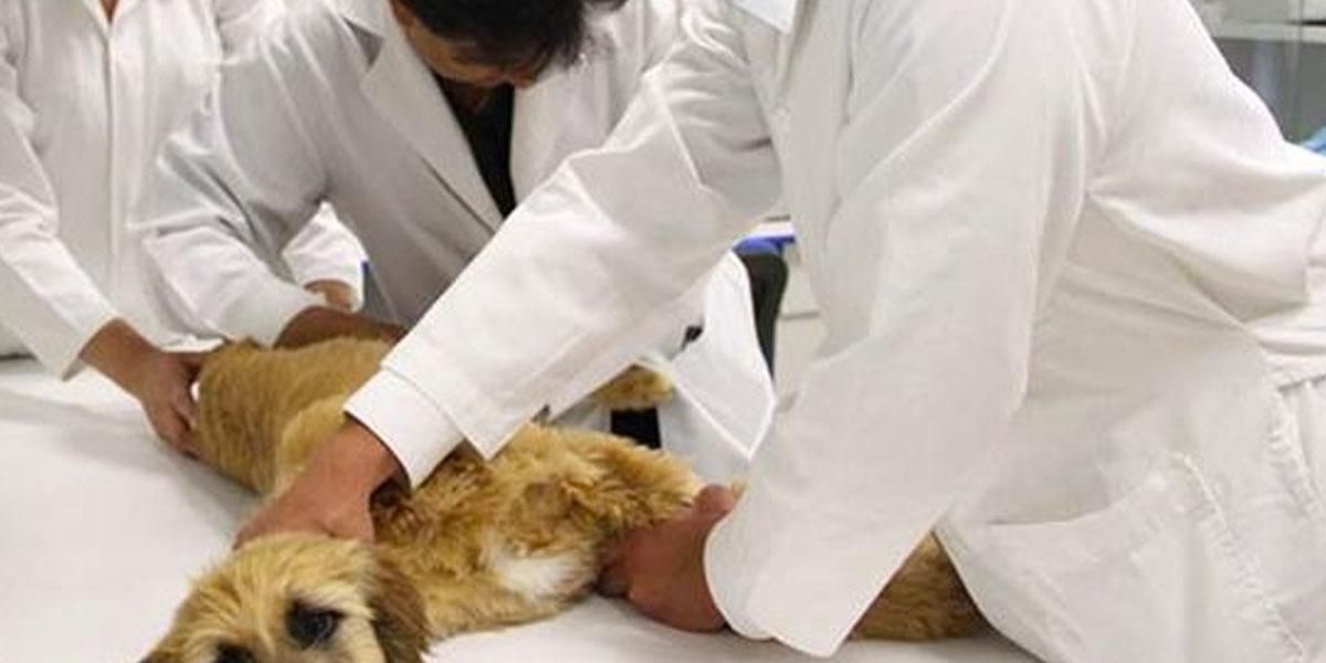 Mujer habría causado la muerte de un perro en veterinaria de Bogotá