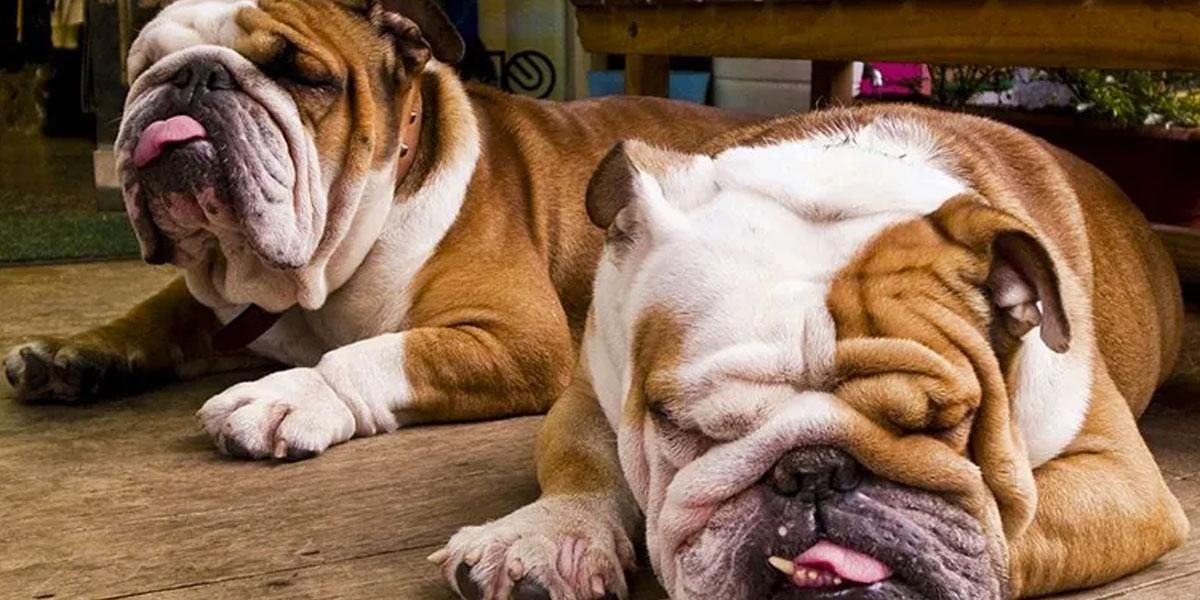 Multan a pareja criadora de bulldogs por obligar a sus perras a embarazarse durante seis años