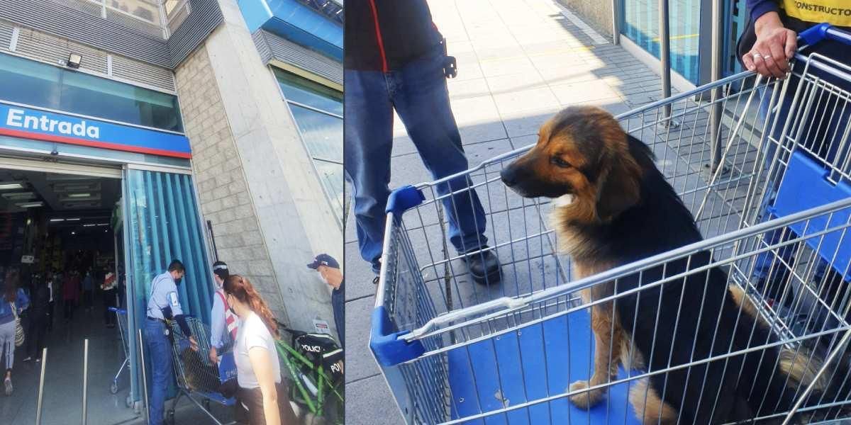 Abandonan a perro en carro de compras en tienda en Bogotá
