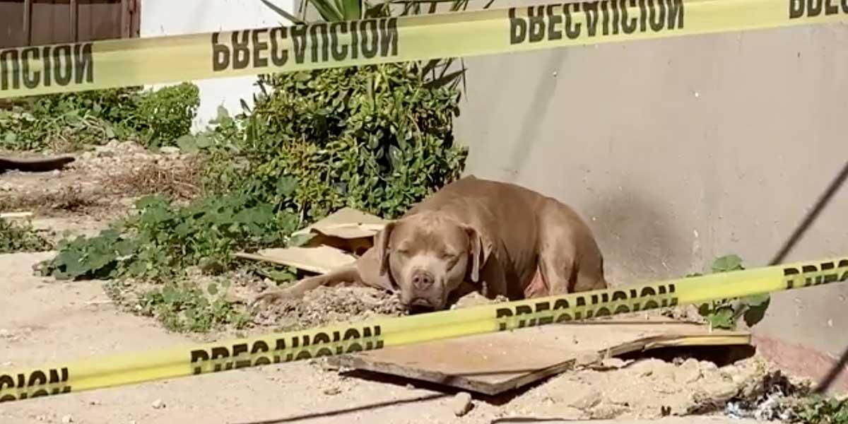 Video: Perro de periodista asesinada junto a la casa de su dueña conmueve las redes