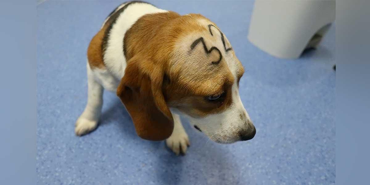 Clamor-contra-el-sacrificio-de-32-cachorros-de-beagle-en-Barcelona