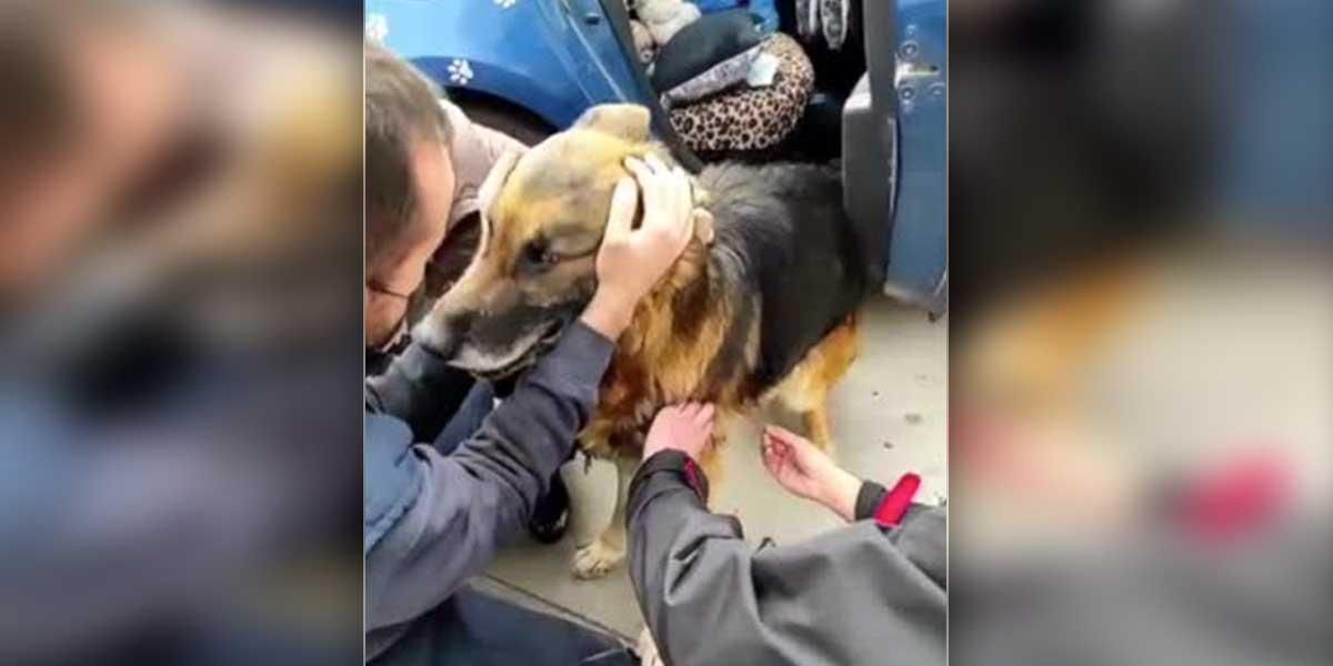 (Video) Emotivo encuentro de una familia con su perro tras 7 años de estar perdido