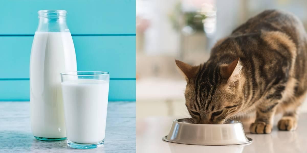 Razones por las que no debes darle leche a tu gato