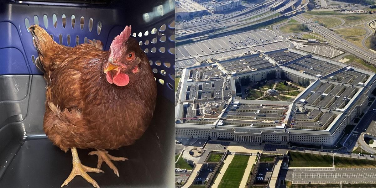 La historia de la gallina que fue capturada intentando ingresar al Pentágono y se volvió viral