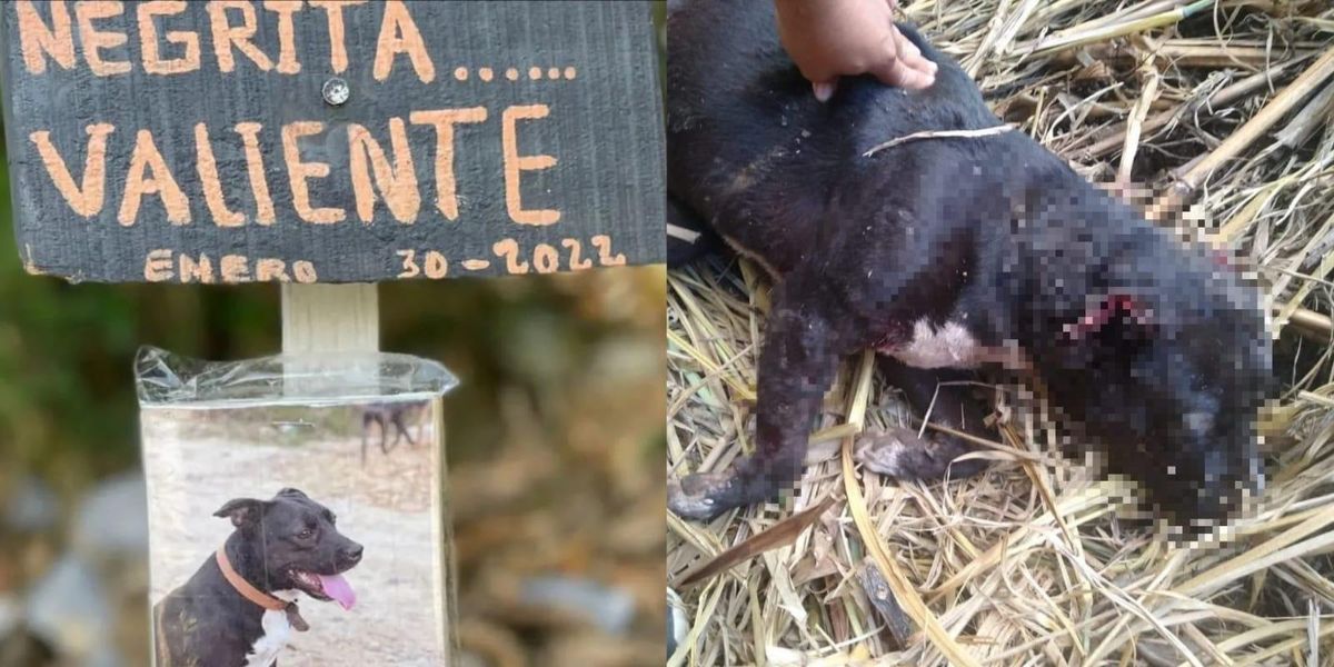 La denuncia contra ‘Negrita’, una cachorra que murió tras ser torturada y ahorcada en Santander