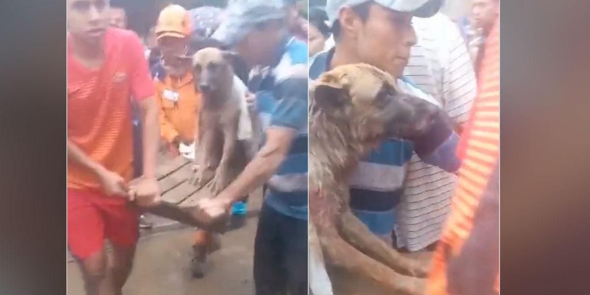 (Vídeo) Conmovedor: Rescatan con vida a un perro del fatal derrumbe en Pereira