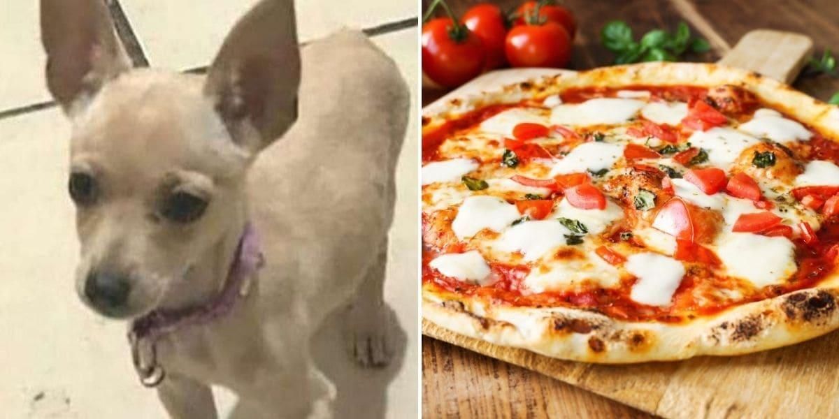 Abuelita ofrece una pizza por información que le ayude a encontrar a su perrito
