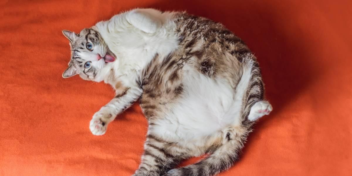 Obesidad en gatos: ¿Cómo detectarla y qué hacer?