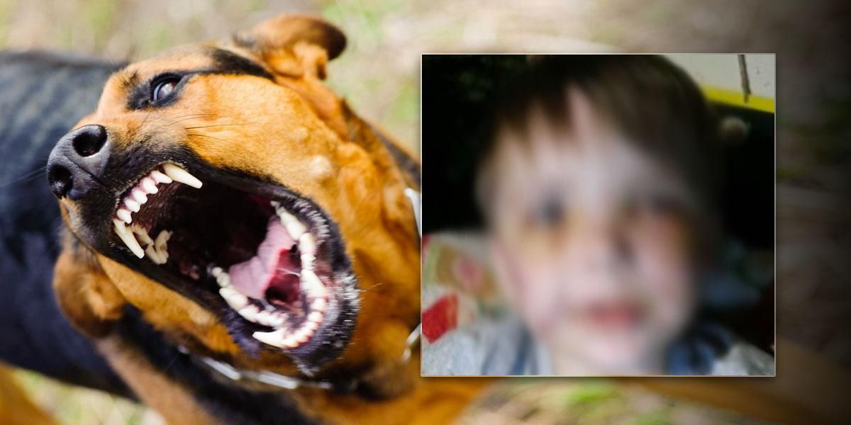 “El perro me mordió como a un juguete, mamá”: relato de un niño tras ser atacado por un perro