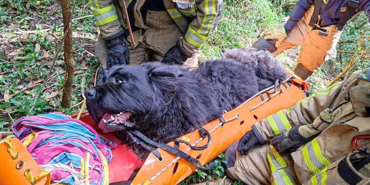Agónico rescate de ‘Valentín’, el perro que cayó de un “altísimo” barranco en Chapinero