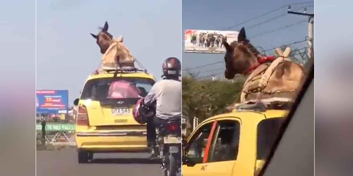 (Video) Captan a burro paseando en taxi por las calles de Barranquilla