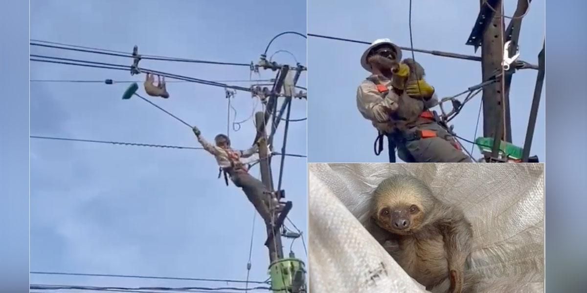 Video: Valeroso hombre rescata un oso perezoso que colgaba de cables de alta tensión en Antioquia