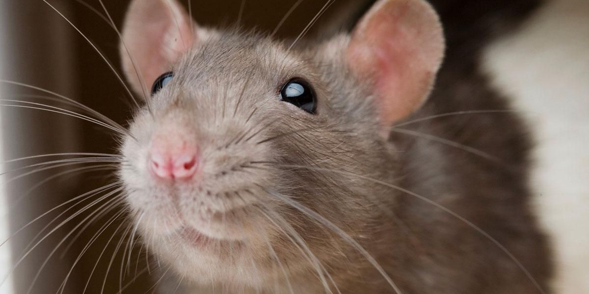 Buscan “resucitar” una especie de rata extinta hace 120 años
