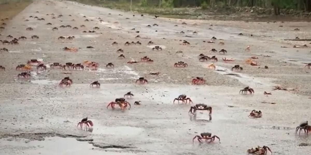 Impresionante plaga de cangrejos inunda las calles de Cuba