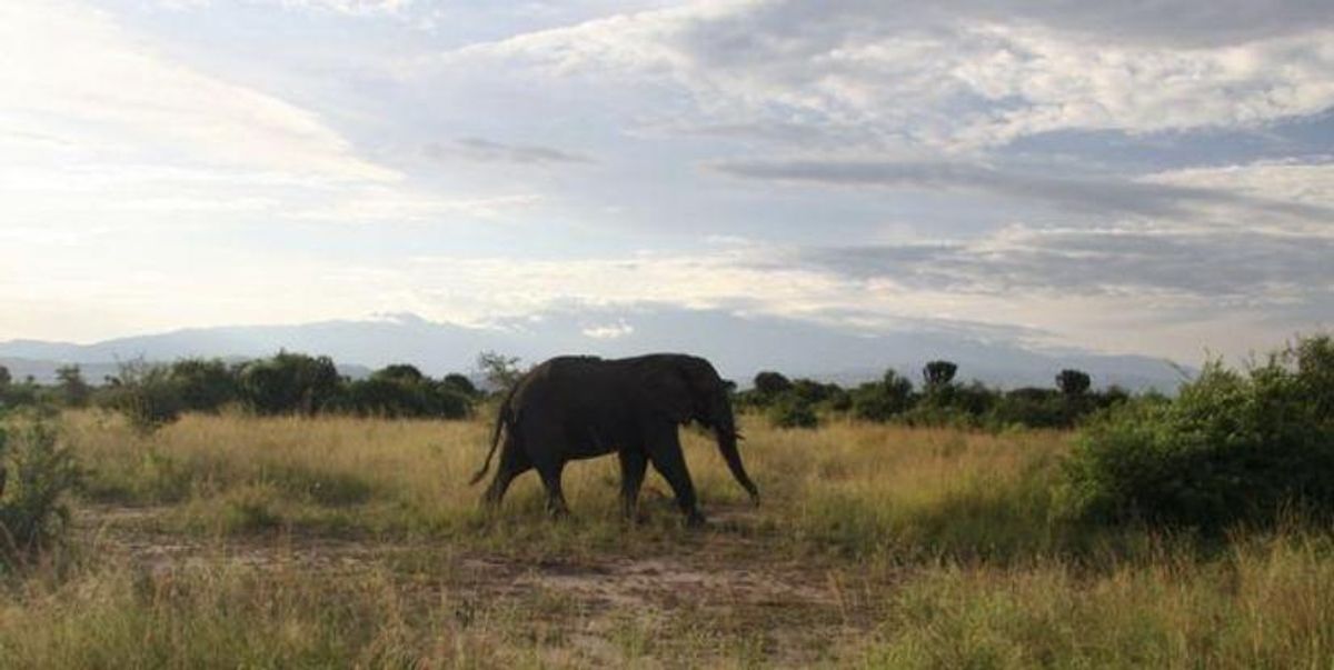 Un elefante mata a investigador colombiano en Uganda