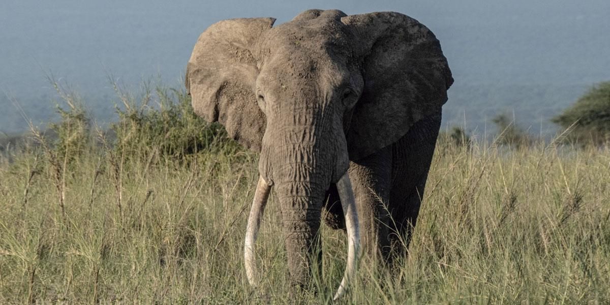 Un cazador pagó 50 mil dólares para matar a un elefante en extinción