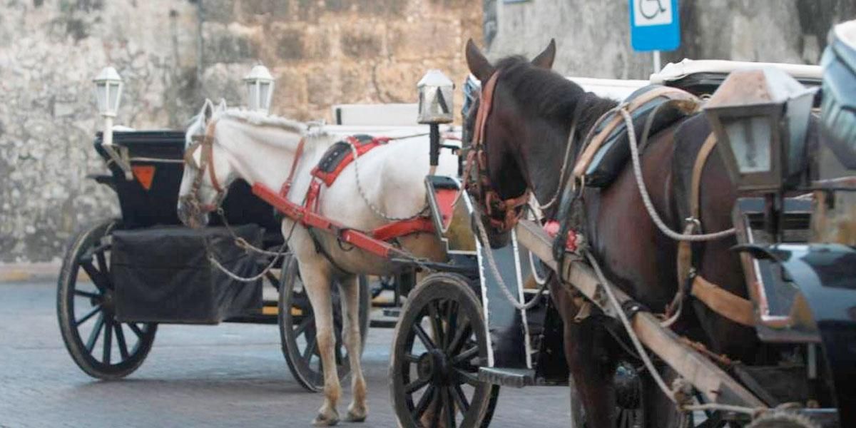 Procuraduría solicita a alcalde de Cartagena garantizar bienestar de caballos de coches turísticos