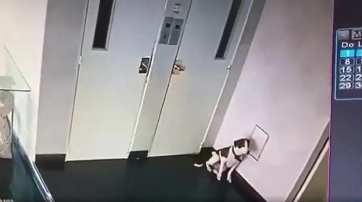 Un hombre golpeó a su mascota en el hall del edificio, los vecinos lo denunciaron y quedó detenido