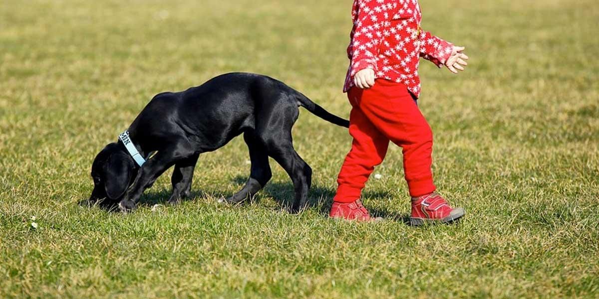 Investigan nueva posible causa de la hepatitis aguda en niños: estaría asociada con los perros