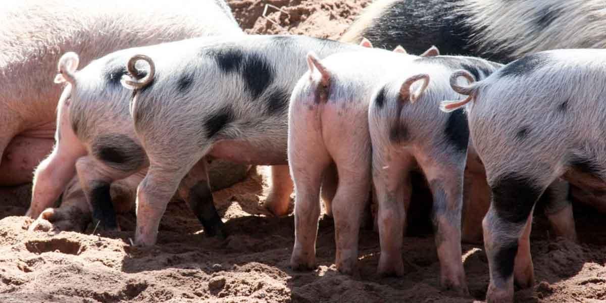 ¡Insólito! Científicos investigan una posible mutación de un cerdo que nació con ocho patas
