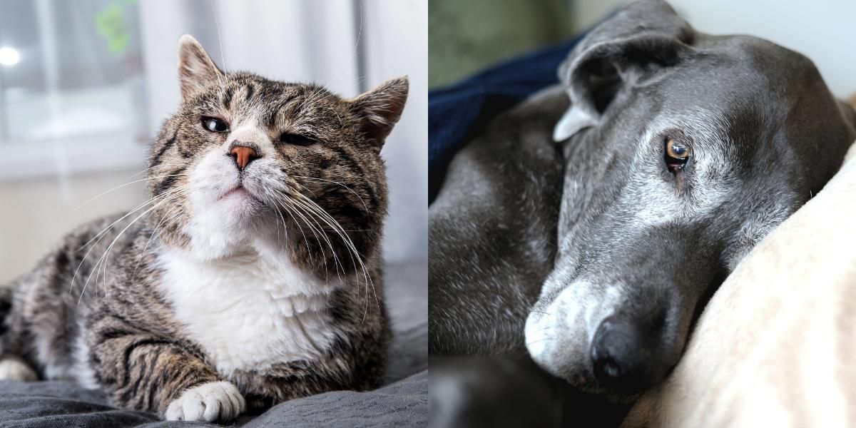 Perro y gato de edad avanzada