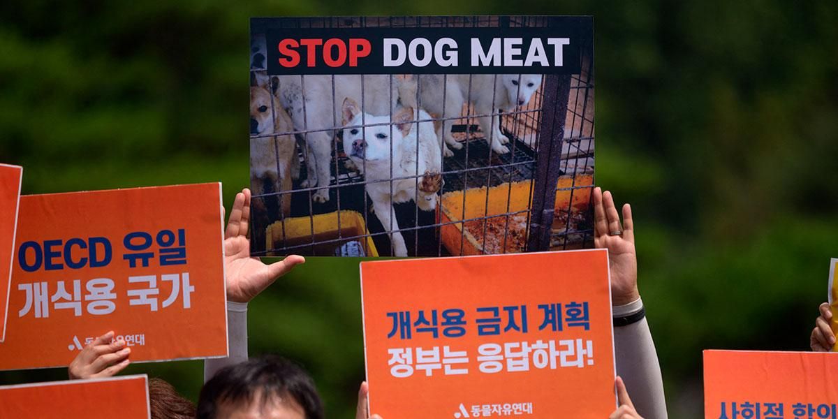 Primera dama surcoreana insta a acabar con el consumo de carne de perro