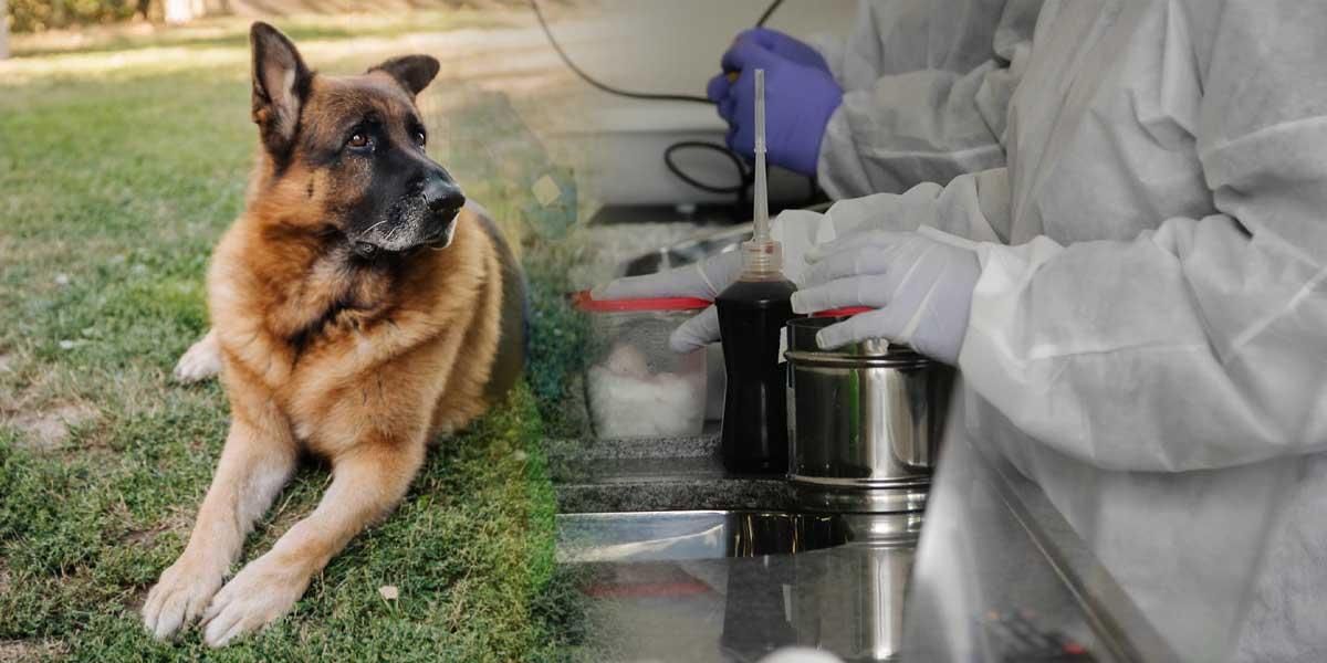 Raro caso de una mujer que contagió de Covid-19 a su perro en Colombia