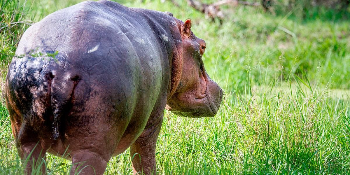 Desde Colombia y con “pasaporte”, 70 hipopótamos serán llevados a India y México